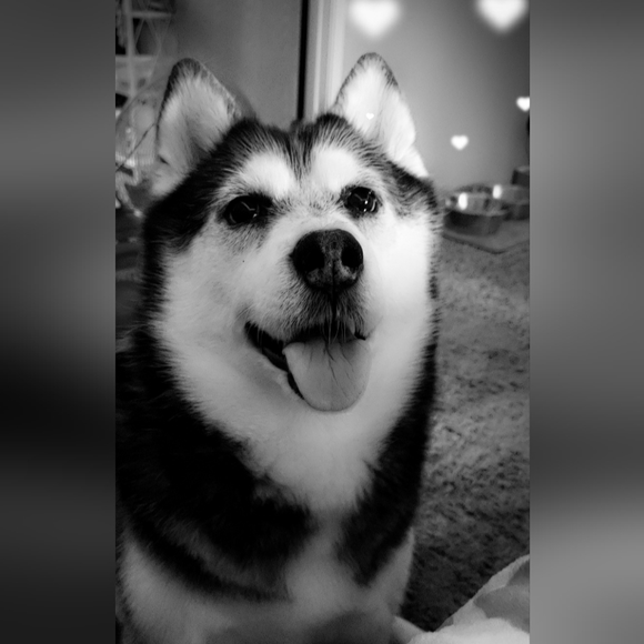 Meet your Posher, Jammie - Picture 2 of 7